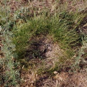 Read more about the article Erd-Segge (Carex humilis)