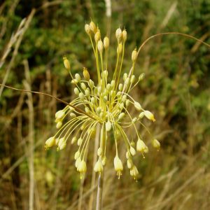 Read more about the article Gelb-Lauch (Allium flavum)