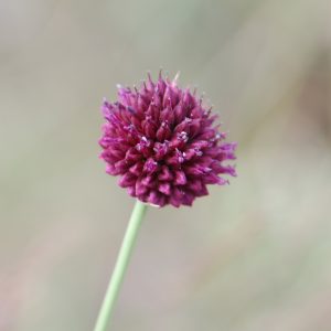 Read more about the article Kugel-Lauch (Allium sphaerocephalon), gefährdet