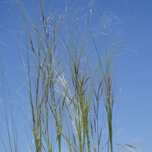 Read more about the article Pfriemengras (Stipa capillata)