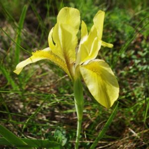 Read more about the article Sand-Schwertlilie (Iris humilis ssp. arenaria), stark gefährdet
