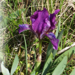Zwerg-Schwertlilie (Iris pumila), gefährdet