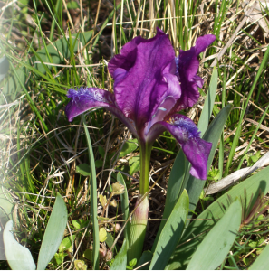 Read more about the article Zwerg-Schwertlilie (Iris pumila), gefährdet