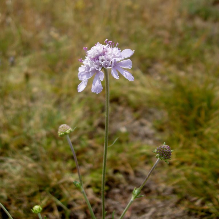 Read more about the article Tauben-Skabiose (Scabiosa columbaria), gefährdet