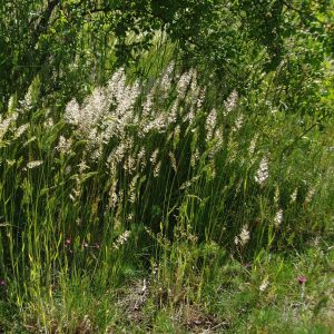 Read more about the article Steppen-Schillergras (Koeleria macrantha)