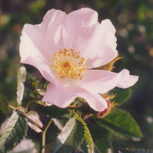 Read more about the article Essig-Rose (Rosa gallica), gefährdet