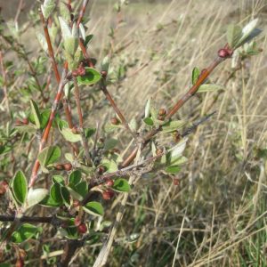 Read more about the article Gewöhnliche Steinweichsel (Cotoneaster integerrimus)